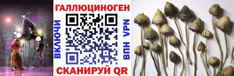 Псилоцибиновые грибы Psilocybe  hydra ссылка  Тутаев 